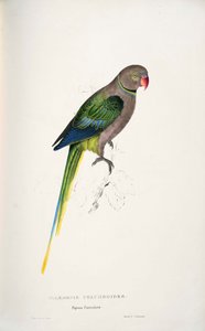 Psittacula columboides by Edward Lear